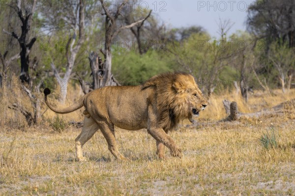 Lion (Panthera leo), adult male walking, Moremi Game Reserve, Botswana