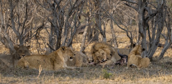 Lion (Panthera Leo) with kill, pack eats captured buffalo, adult male with prey, Moremi Game