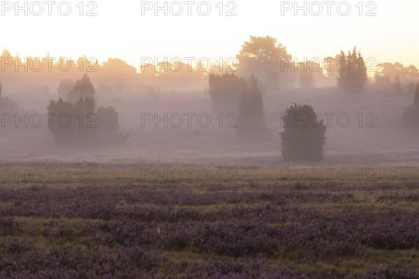 Enchanting morning atmosphere in August with fog in the blooming Lüneburger Heide near