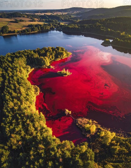 Red algae plant on the lake. abstract ecology nature concept, wild landscape with vibrant red