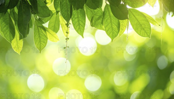 Natural green leaves plants, spring ans summer background cover page, golden soft light, green and