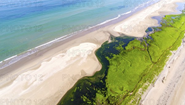 Green algae on the sandy shore of an ocean. Fascinating phenomenon of wild coastline with green