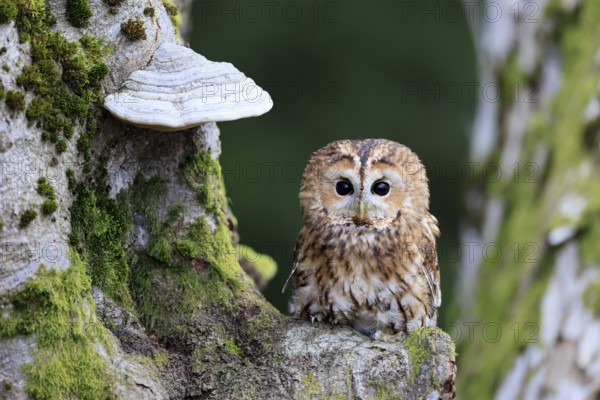 Tawny owl (Strix aluco), adult, on tree, in winter, alert, Bohemian Forest, Czech Republic, Europe,