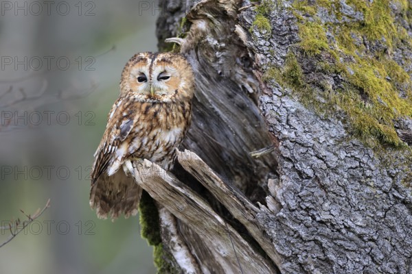 Tawny owl (Strix aluco), adult, perch, on tree, in winter, alert, Bohemian Forest, Czech Republic,
