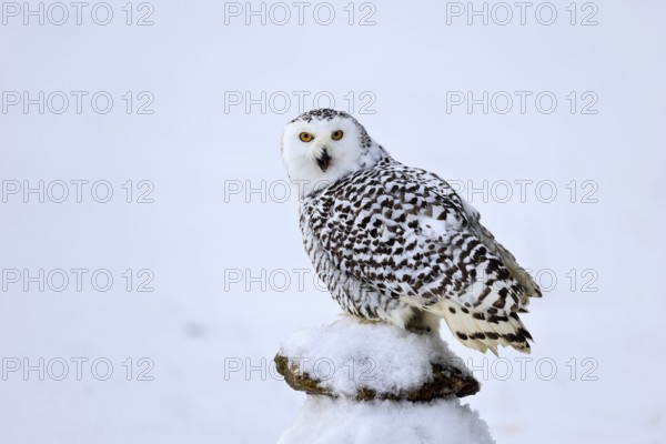 Snowy owl (Nyctea scandiaca), snowy owl, adult, alert, in snow, perch, in winter, Bohemian Forest,