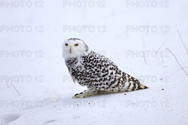 Snowy owl (Nyctea scandiaca), snowy owl, adult, alert, in snow, foraging, in winter, Bohemian
