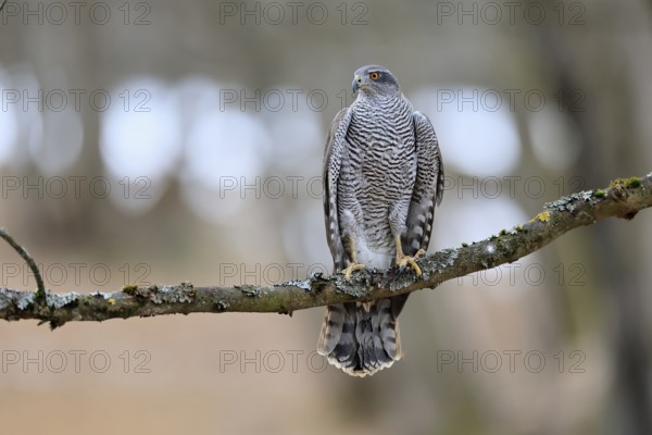 Hawk (Astur gentilis), adult, female, on tree, in winter, alert, Bohemian Forest, Czech Republic,