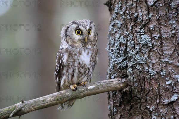Roughfoot owl (Aegolius funereus), groufoot owl, adult, on tree, alert, in winter, Bohemian Forest,