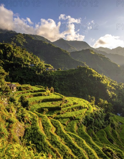 Early morning light bathes Philippines rice terraces cascading down mountain slopes, beautiful