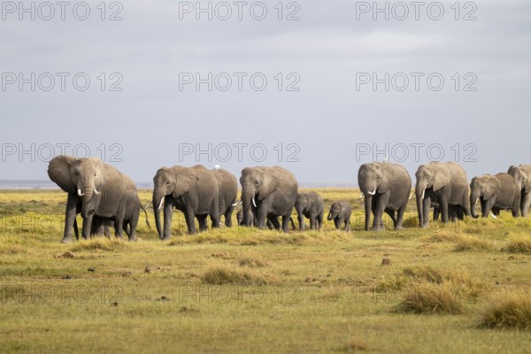 African elephant (Loxodonta africana) large herd with young animals and herons (Bubulcus ibis), in
