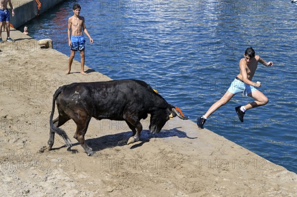 Bous a la Mar Fair, in English Bulls in the Sea, Bullfighting, Javea or Xàbia, Alicante Province,