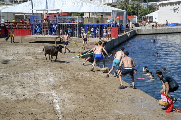 Bous a la Mar Fair, in English Bulls in the Sea, Bullfighting, Javea or Xàbia, Alicante Province,