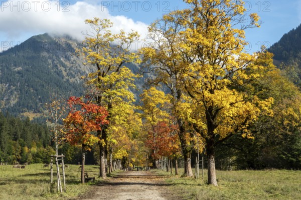 Autumn atmosphere, avenue with autumn-colored sycamore trees, Stillach Valley, near Heini-Klopfer