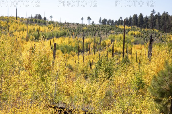 Jacob Lake, Arizona - Aspens show their brilliant fall colors as they revegetate the area burned by