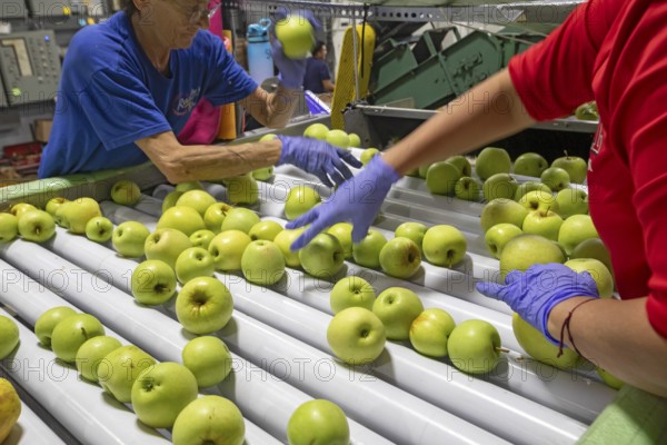 Berrien Springs, Michigan - Fresh apples are sorted and packed at Hildebrand Fruit Farms. Michigan