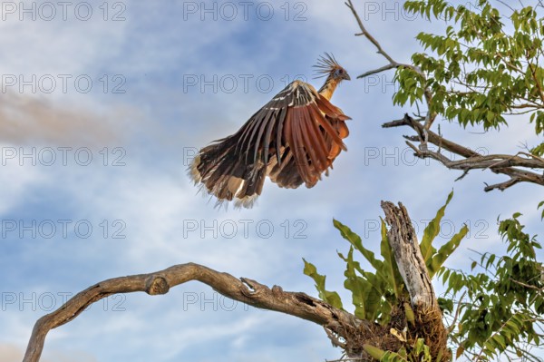 A bird with a feathered cap flies off a branch against a blue sky, the hoatzin (Opisthocomus