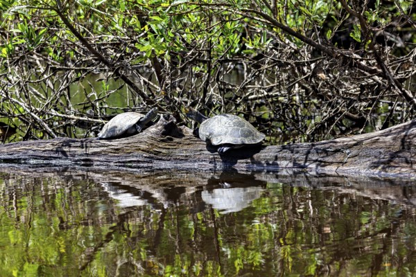 Two turtles on a tree trunk with their reflection in the water in the midst of wild vegetation, The