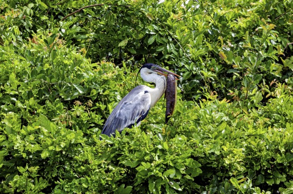 A heron sits quietly amidst dense green foliage, embracing the natural atmosphere, The Cocoi Heron