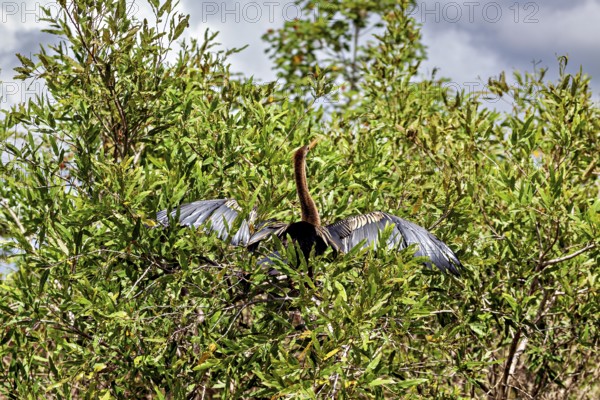 A bird sits with outstretched wings high in dense bushes under a cloudy sky, The American Darter