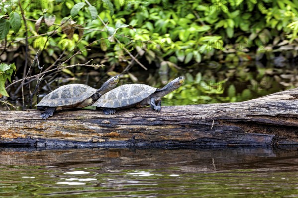 Two turtles on a tree trunk by the water, surrounded by green vegetation and a peaceful atmosphere,