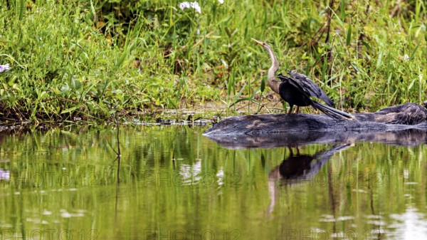 An aquatic bird is reflected in the calm water at the edge of the green shore, the American Darter