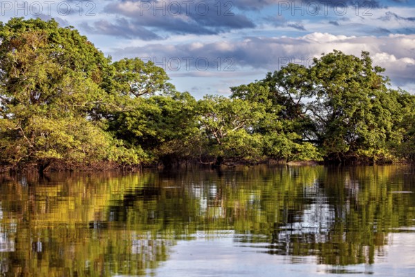 Green trees are reflected in the calm water under a cloudy sky, The pampas swamps in the Amazon