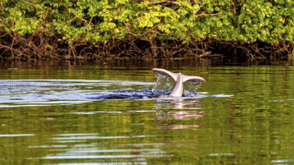 A dolphin tail dives into the calm river water against a lush green backdrop, The Bolivian river