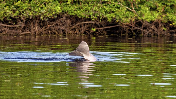 A dolphin shows its dorsal fin in a calm river surrounded by green vegetation, The Bolivian river