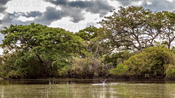 A calm river with overgrown banks and dramatic skies, The Bolivian river dolphin (Inia boliviensis)