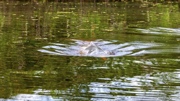 Calm water surface with green reflections of the surroundings, The Bolivian river dolphin (Inia