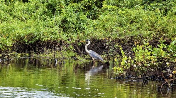 A heron stands on the bank of a body of water, surrounded by green vegetation, The Cocoi Heron