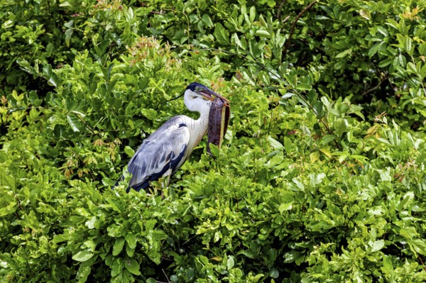 A heron sits quietly amidst dense green foliage, surrounded by the tranquillity of nature, The