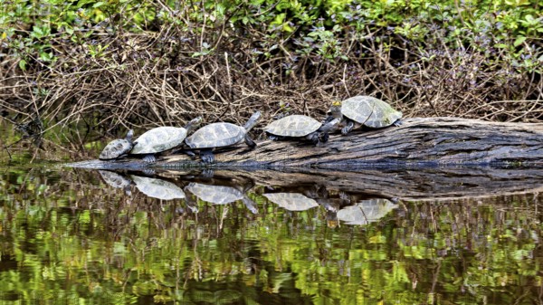 A group of turtles on a tree trunk in the water with reflection and dense vegetation, The Terekay