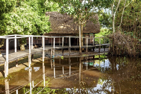 A rustic building in the jungle with a wooden bridge, surrounded by lush trees and water, The