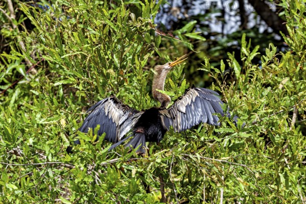 A bird spreads its wings between the green bushes, the American Darter (Anhinga anhinga) in the