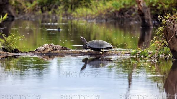 A turtle on a tree trunk at the quiet edge of a pond surrounded by green plants, The Terekay rail