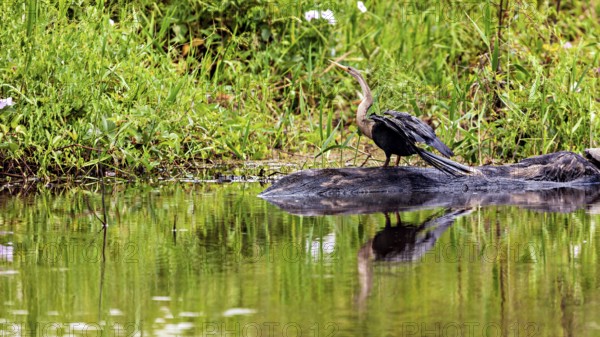 A bird on the bank of a body of water, its reflection in the calm water, The American Darter