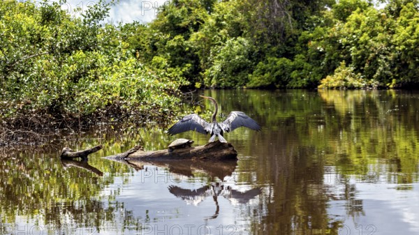 A bird with outstretched wings in the water, surrounded by natural green tones and reflections, The