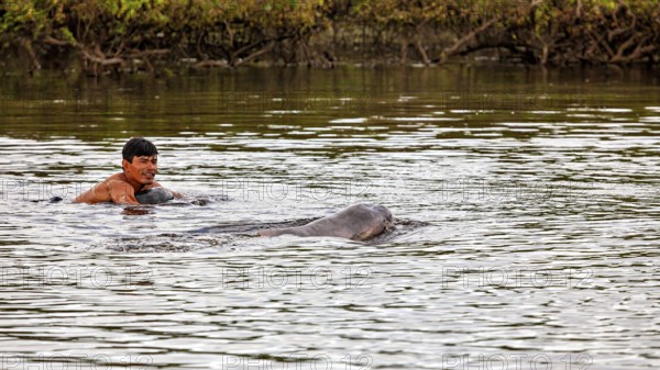 A smiling human swims next to a dolphin in a river, The Bolivian river dolphin (Inia boliviensis)