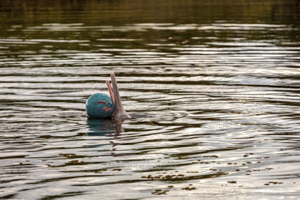 A dolphin balances a ball on the tip of its nose on the river, The Bolivian river dolphin (Inia