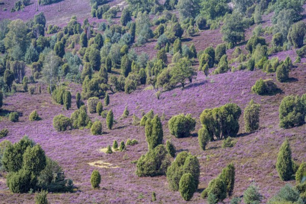 Purple flowering heath, broom heather and juniper bushes, in Totengrund, Wilsede, Lüneburg Heath