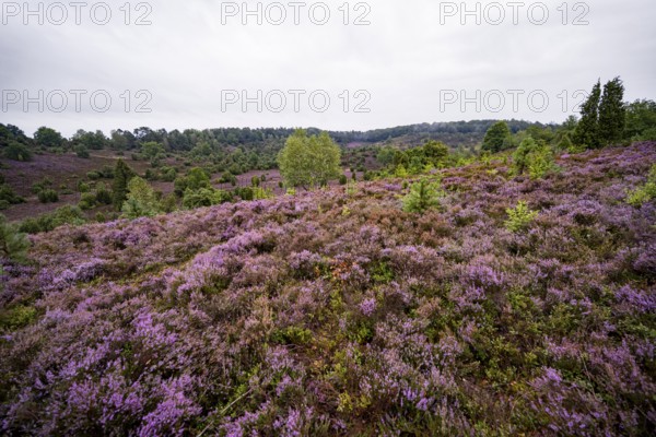 Purple flowering heath, broom heather and juniper bushes, Lüneburg Heath nature reserve, Lower
