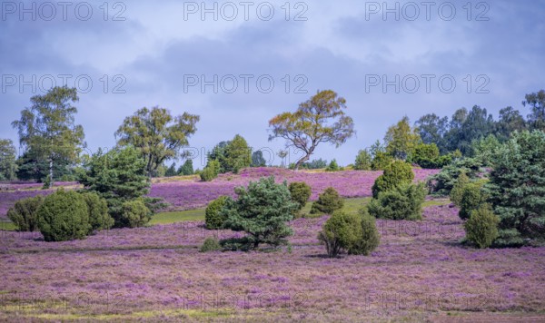 Purple flowering heath, heather and juniper bushes, Lüneburg Heath nature reserve, Lower Saxony,