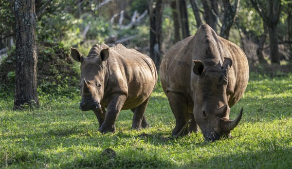 Two animals, Southern white rhinoceros (Ceratotherium simum simum), Ziwa Rhino Sanctuary, Uganda