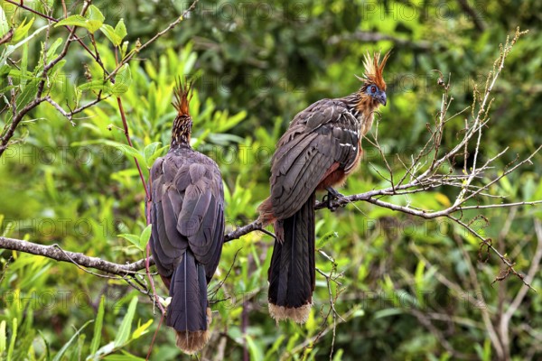 Two birds with conspicuous feather caps sitting together on branches, the hoatzin (Opisthocomus