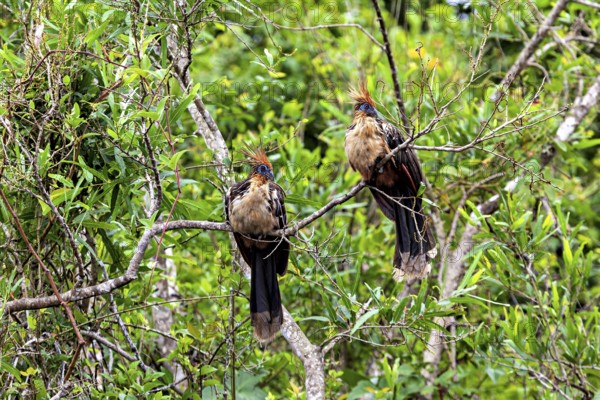 Two birds with feathered caps sitting on branched branches in green surroundings, the hoatzin