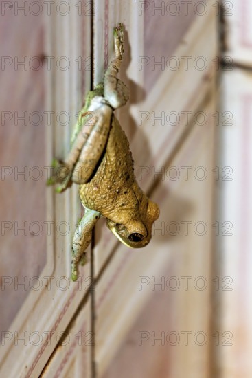 A frog climbs up a wooden wall and shows green and brown colours, Bokermannohyla frog from the
