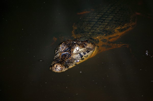 Close-up of a crocodile in the water with visible head and eye, The black caiman (Melanosuchus
