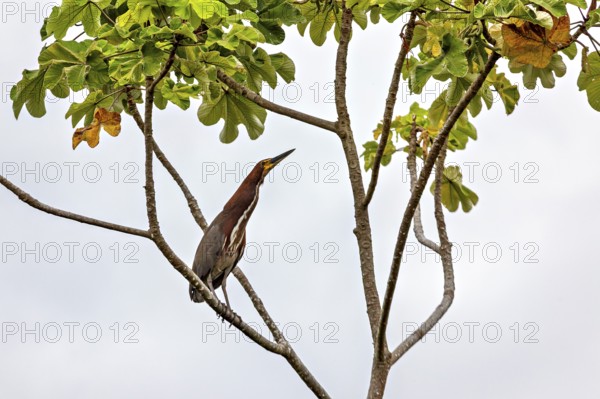 A bird sits attentively on a branch under a cloudy sky, The Marbled Heron (Tigrisoma lineatum) in