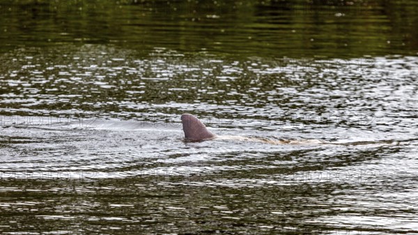 A dolphin's dorsal fin cuts through the surface of a river, The Bolivian river dolphin (Inia